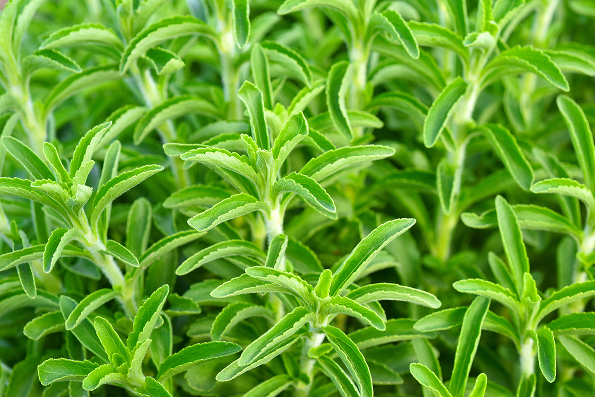 green stevia plant