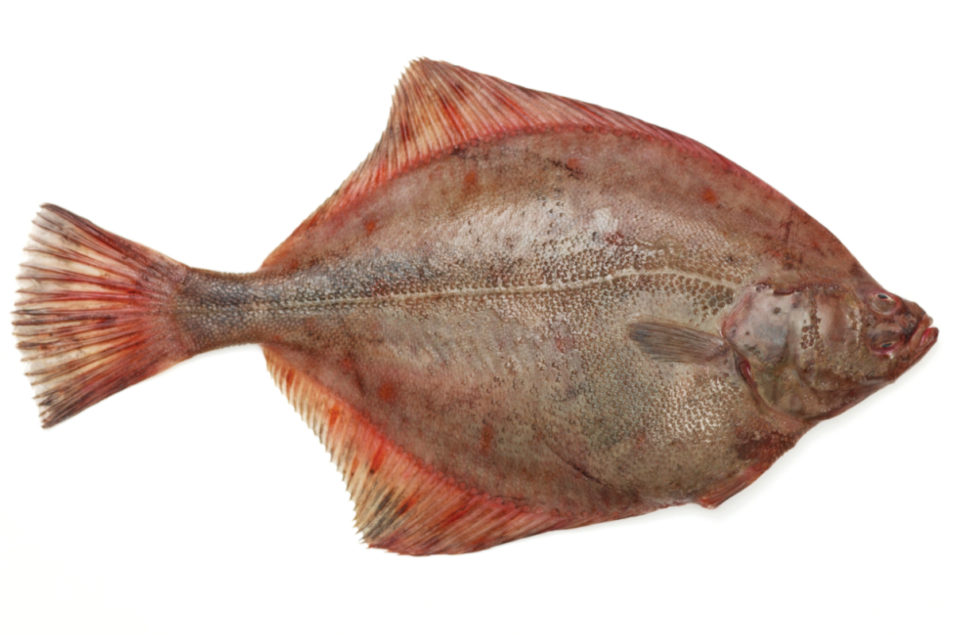 Demand for flat fish on the rise | 2020-11-25 | Supermarket Perimeter