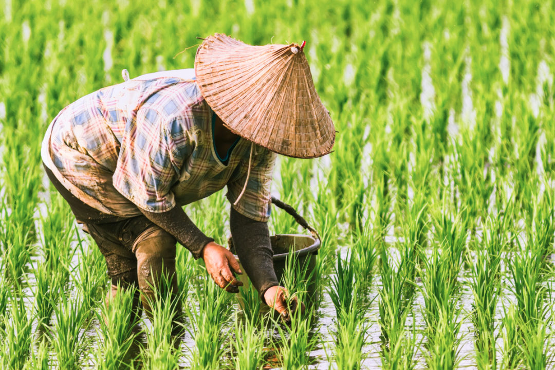Vietnamese rice paddy harvest