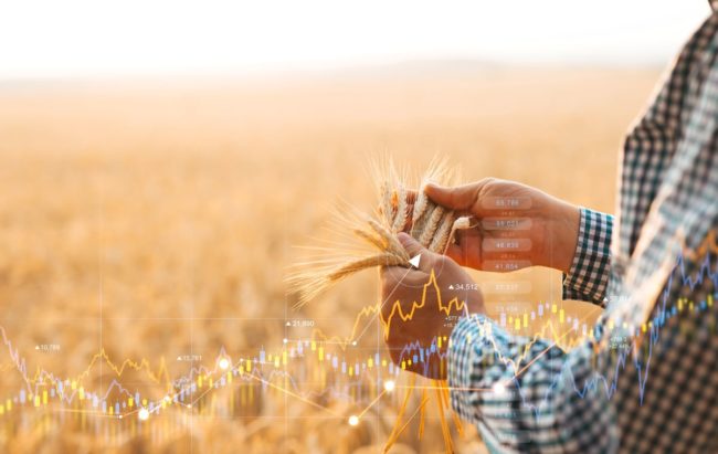 Wheat, increasing market prices
