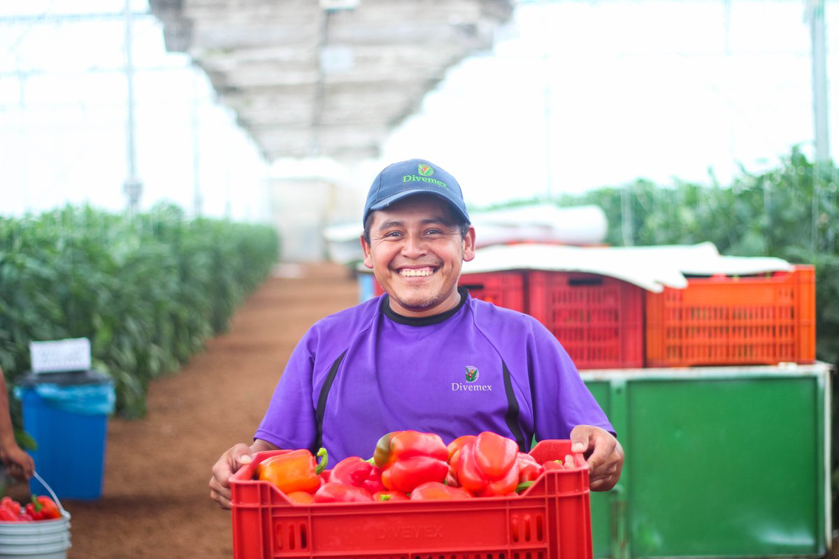 fair-trade-certified-employee-holding-basket-of-oppy-bell-peppers