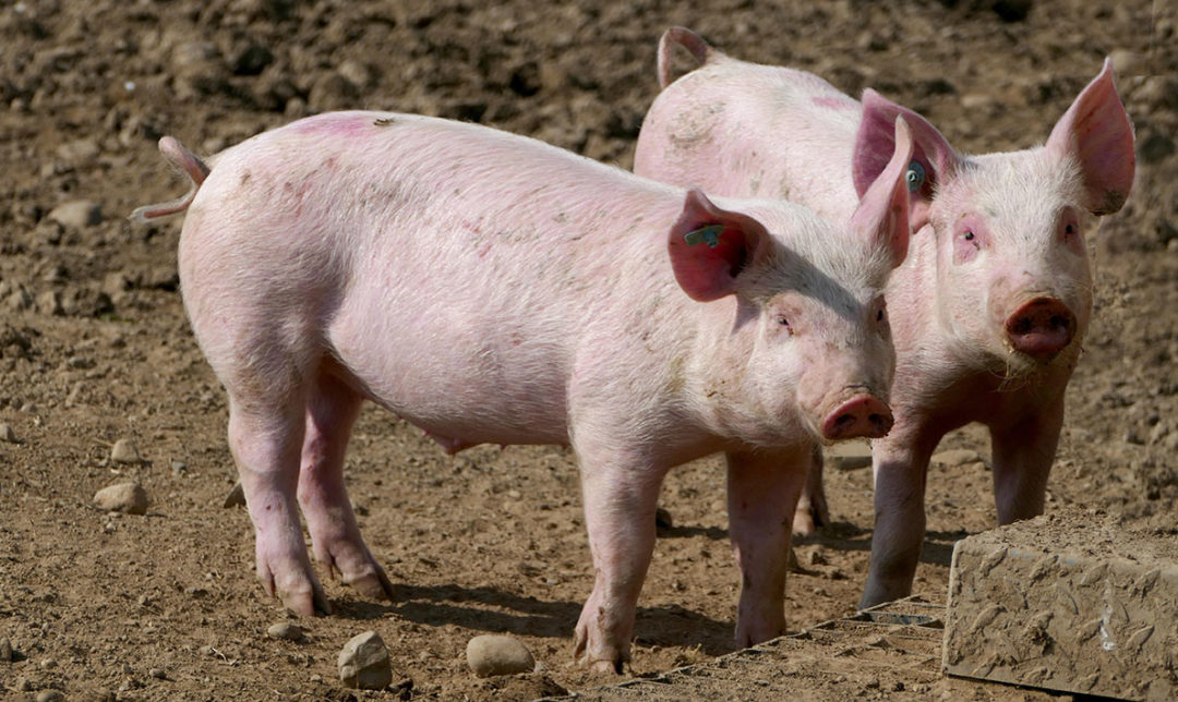 two-pigs-on-a-farm