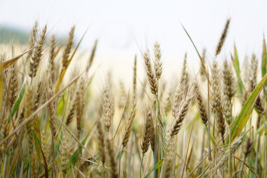 close-up-on-wheat-field