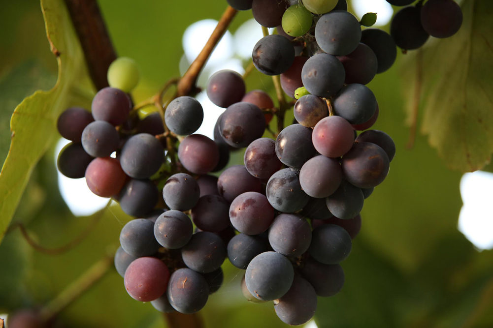 grapes-on-tree-branch