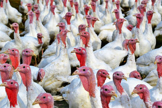 large-group-of-turkeys-on-farm