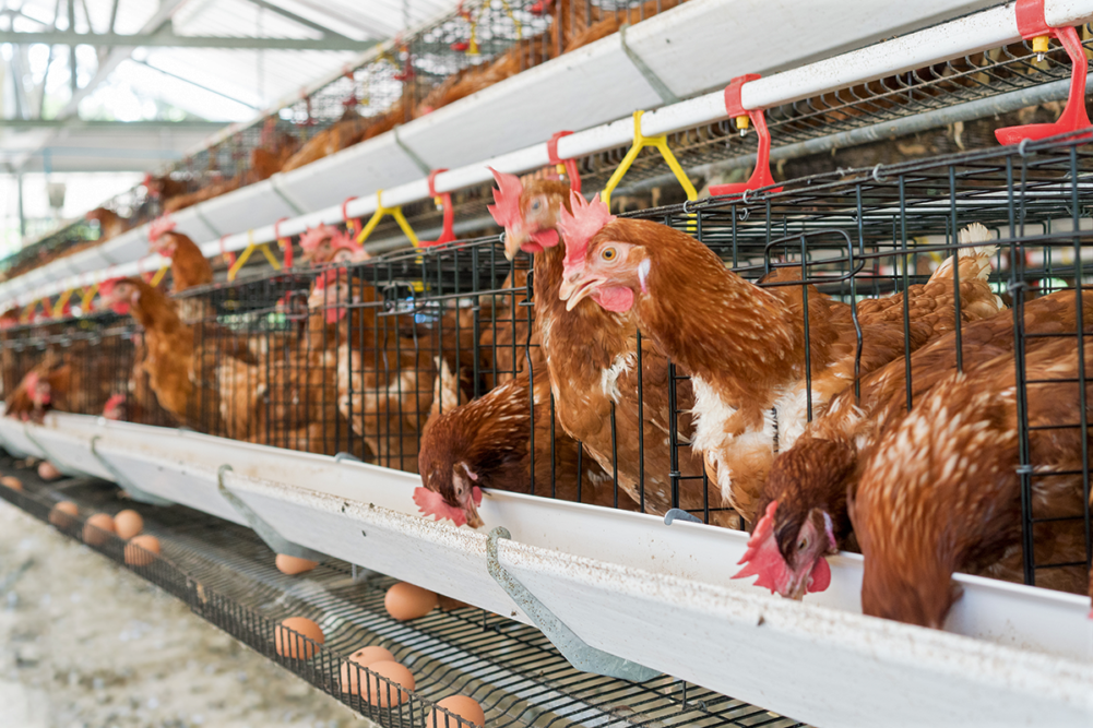 chickens-in-cages-eating-food-on-farm