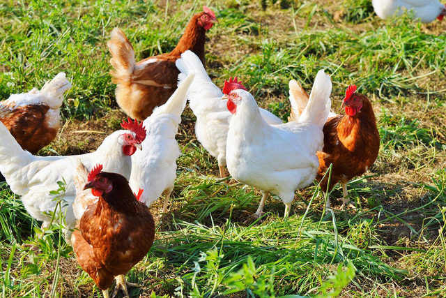 Chickens in grass on poultry farm