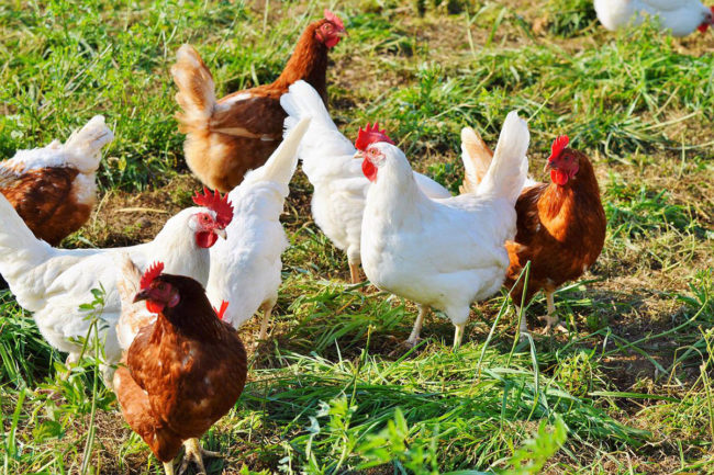 chickens-in-grass-on-poultry-farm