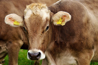 face-close-up-of-cow-on-cattle-farm