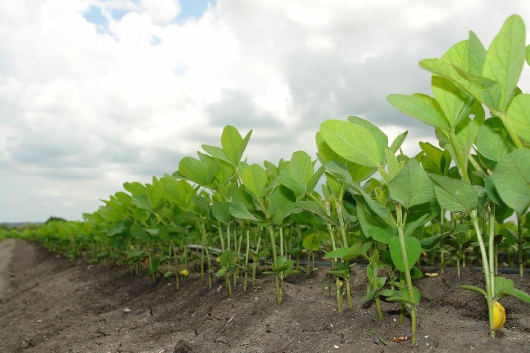 soybean-plants-in-rows