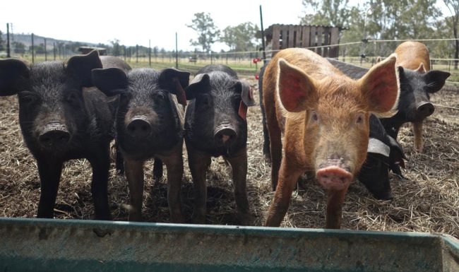 pigs-on-farm