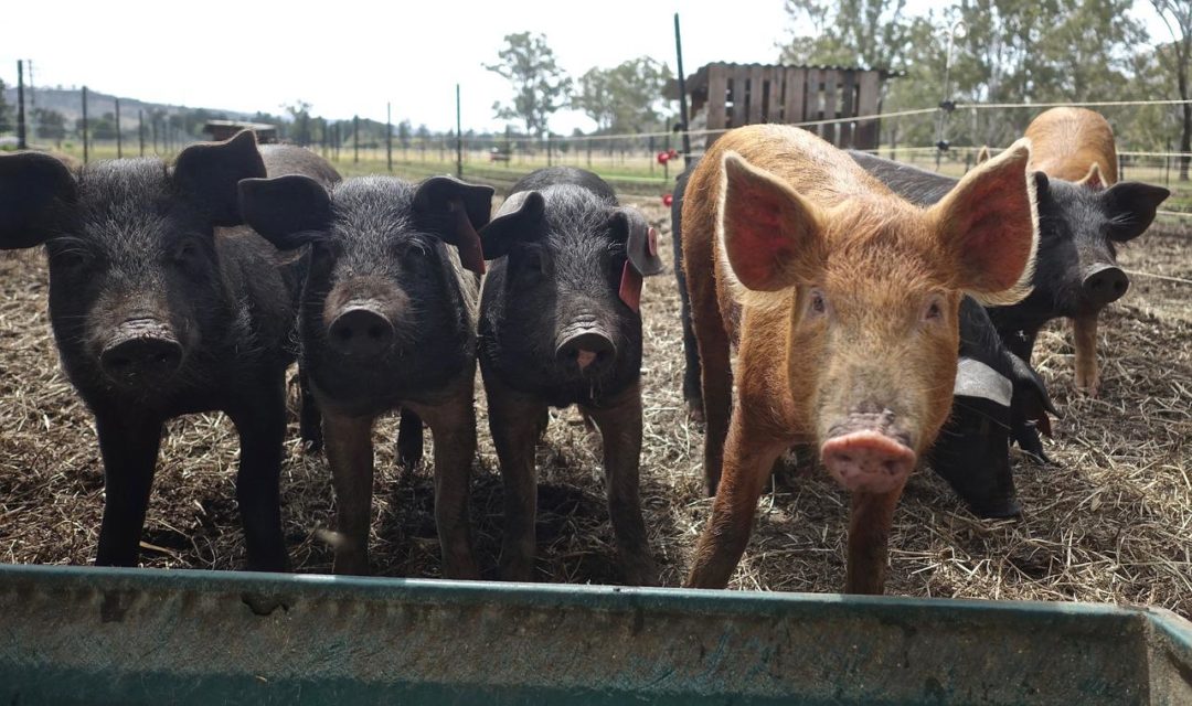 pigs-on-farm
