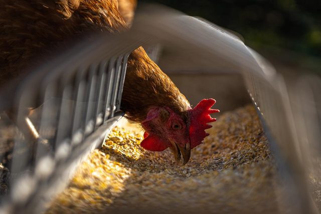 hen-on-poultry-farm