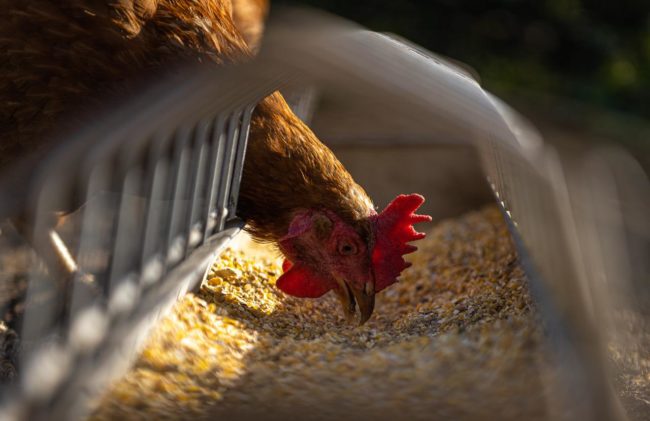 hen-on-poultry-farm