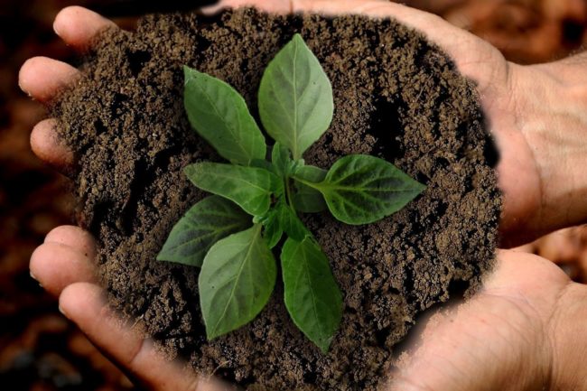 hands holding dirt with a plant sprout in the center