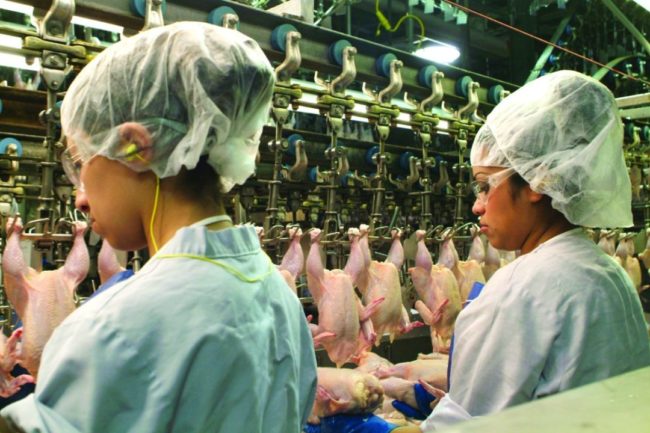 poultry production line