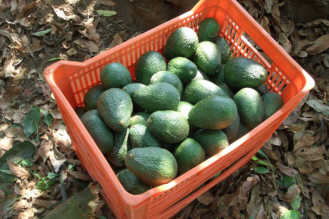 organge crate of avocados