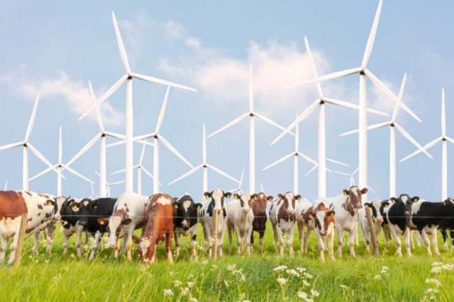 cows on dairy farm with wind turbines in the background