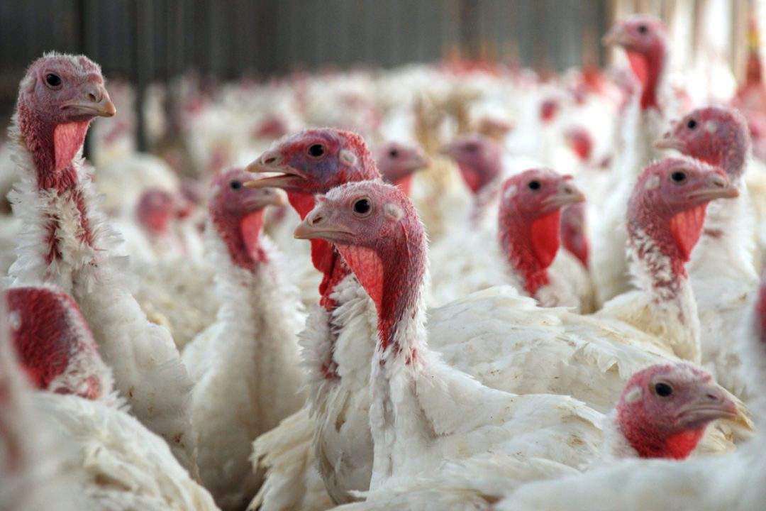 Turkeys on a poultry farm
