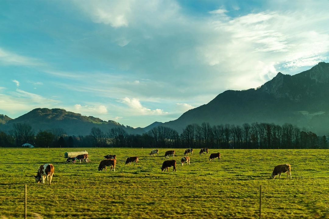 cows-grazing-on-farm