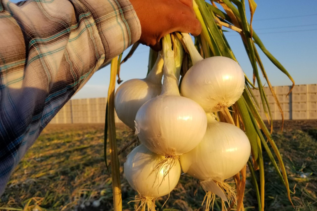 farmer's hand holding a bunch of onions