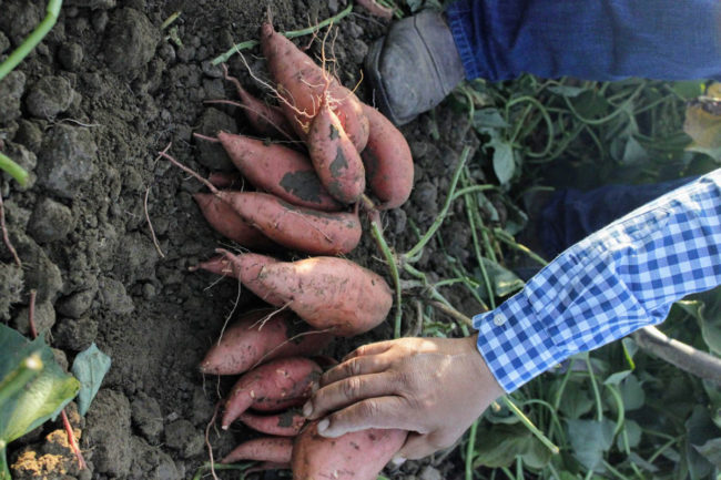 sweet potatoes on a farm