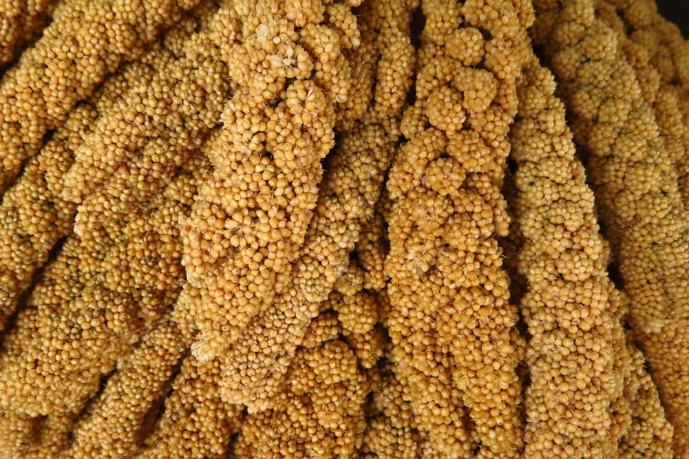 A closeup shot of foxtail millet plants
