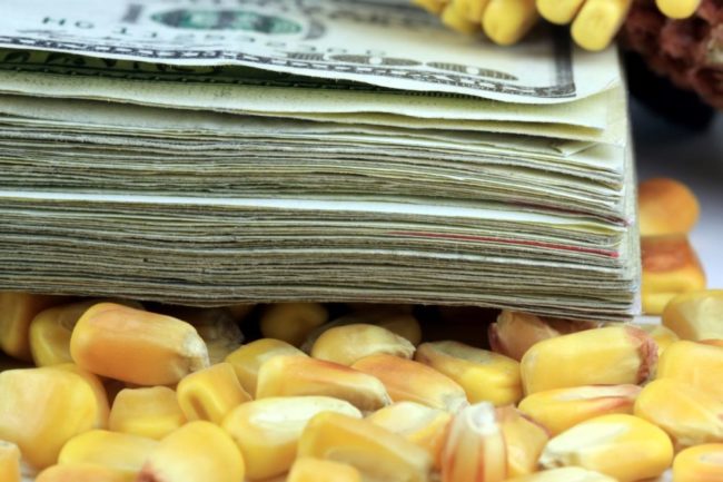 dollar bills stacked on corn kernels