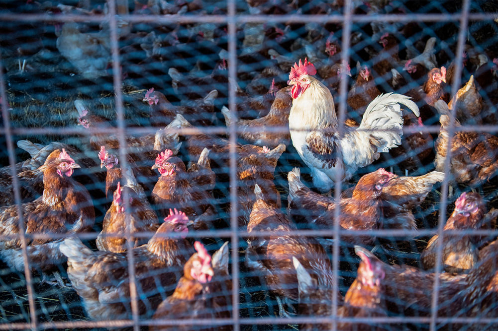 group of chickens behind a wire fence