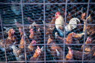 group of chickens behind a wire fence