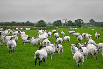 sheep on a farm in Ireland
