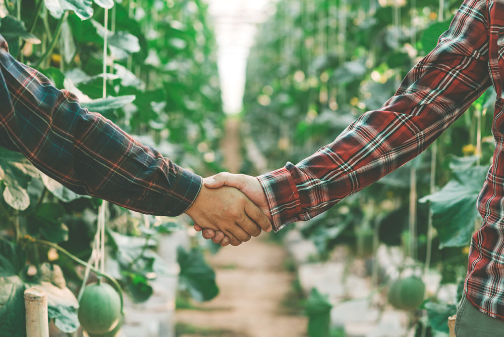 Two man shaking hands in a cantaloupe field