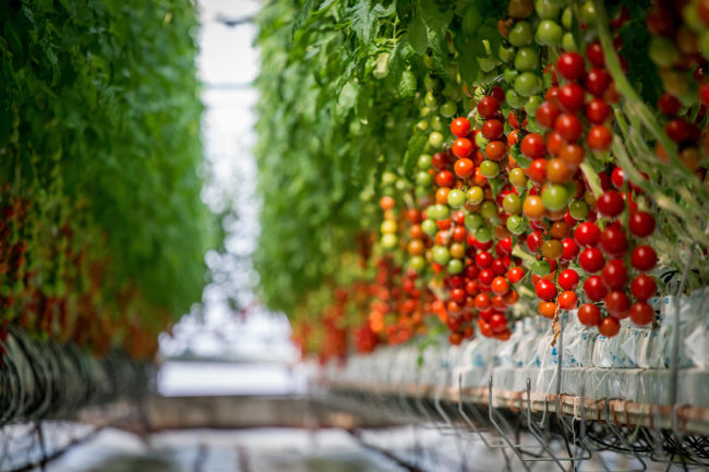 tomatoes growing in a greenhouse