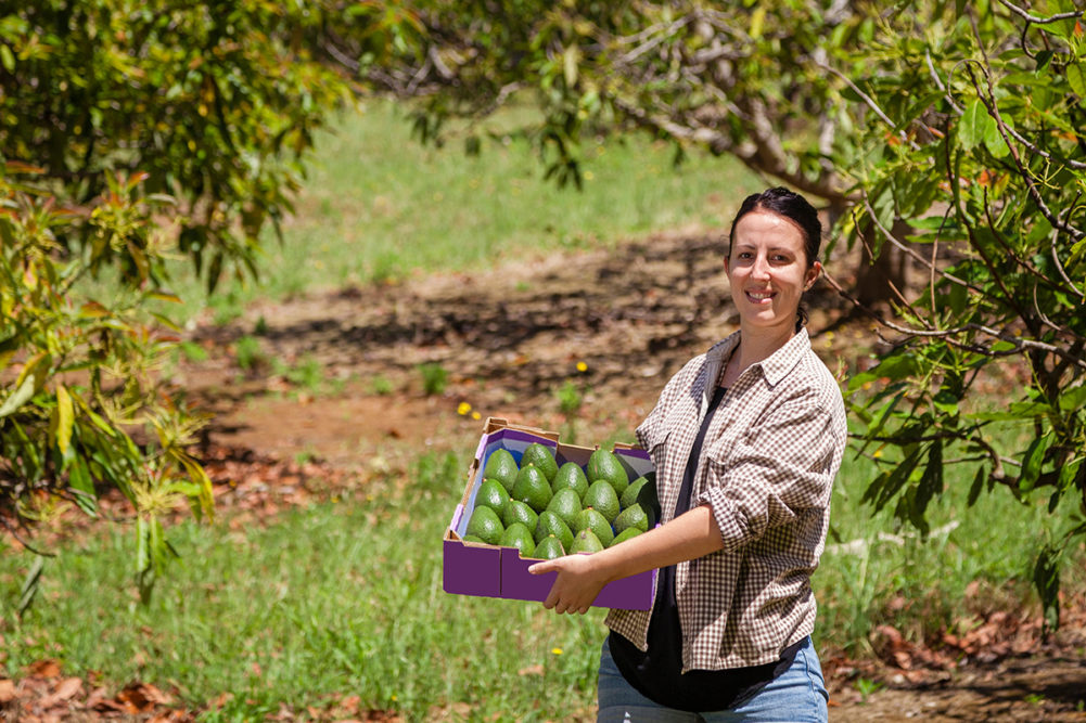 Young farmer with freshly picked box of avocados