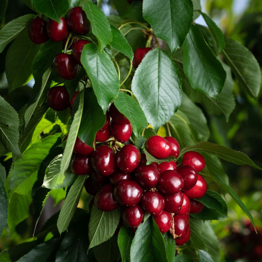 close-up of cherries growing amongst green leaves