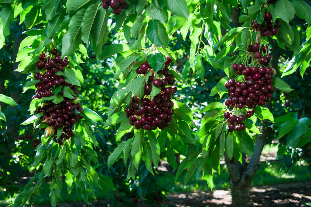 cherries growing on green leafy trees
