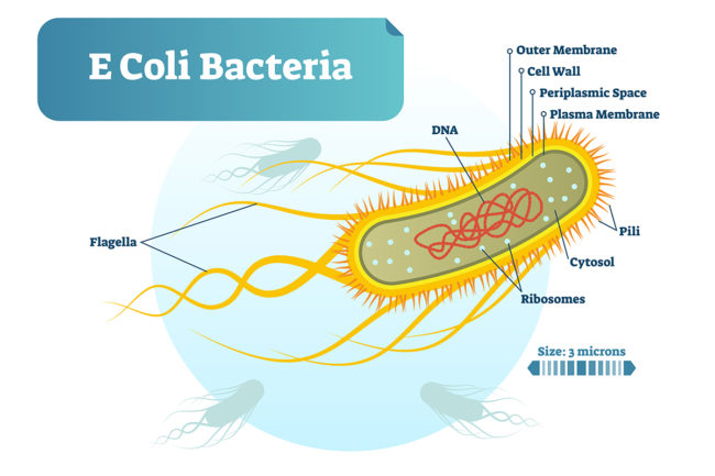 E Coli bacteria micro biological vector illustration cross section labeled diagram. Medical research information poster. Inner bacterial structure.