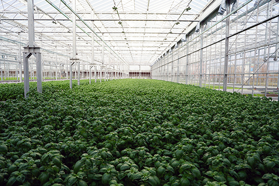 Gotham Greens basil plants in a greenhouse