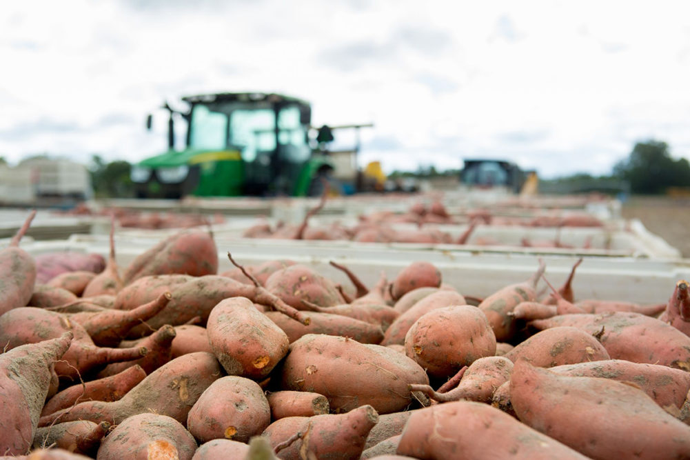 sweet potatoes piled up with a tractor in the background