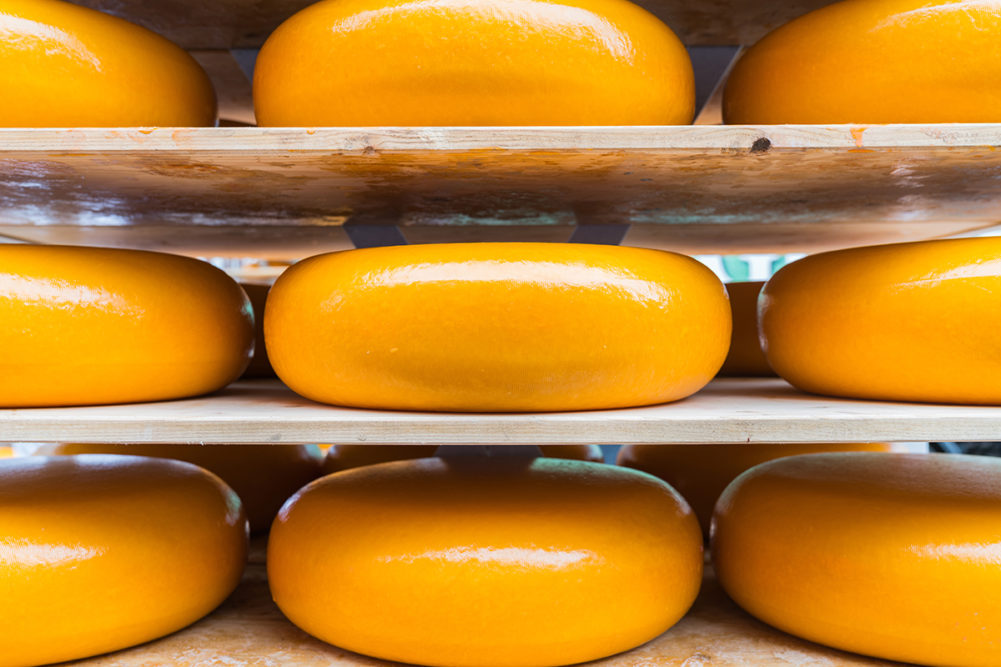 Large yellow rounds of gouda cheese closeup on shelves ready for market in city known for manufacture and market of gouda, Alkmaar