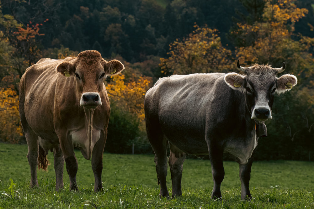 two cows in a pasture