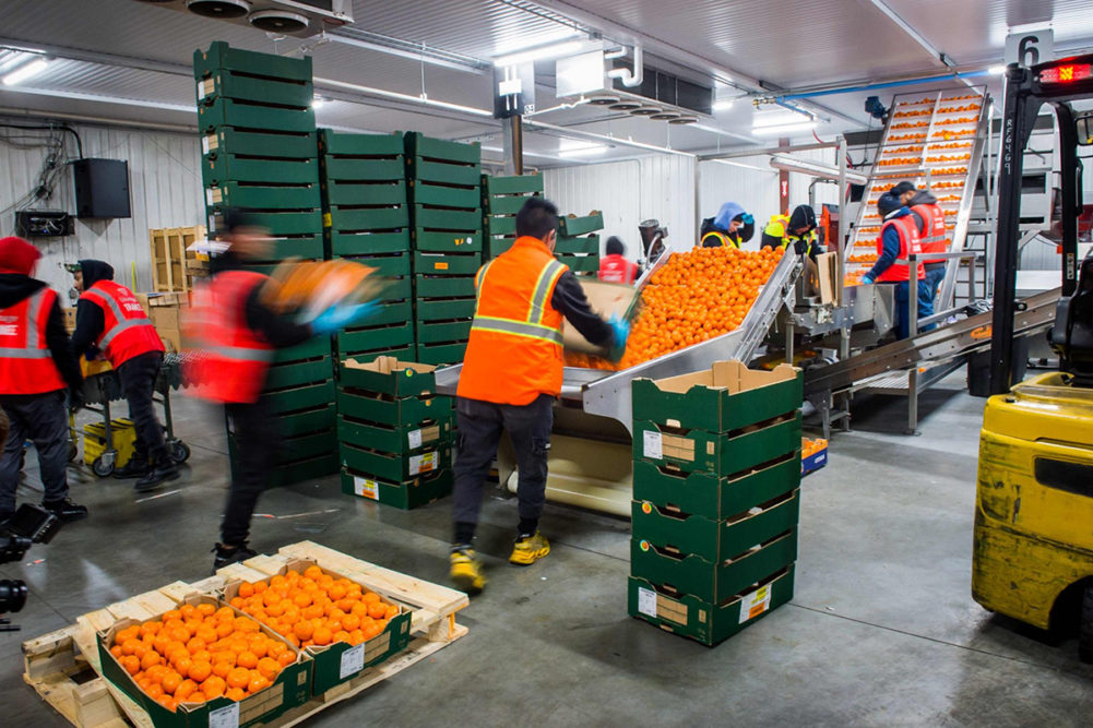 workers loading a truck of citrus fruits