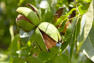 walnuts growing on green plant