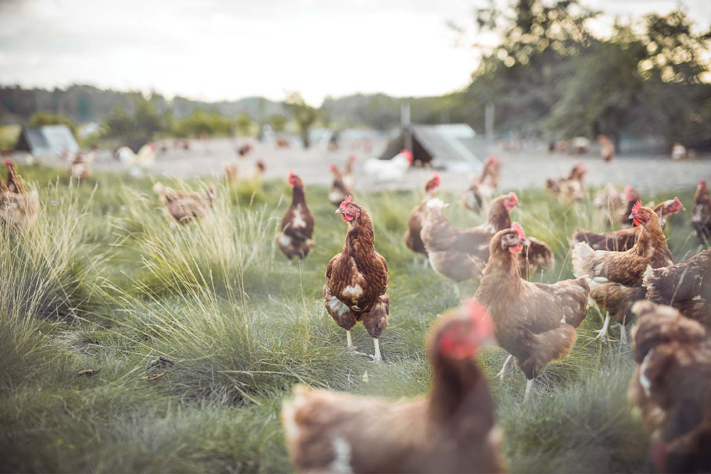 chickens in grass