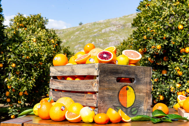 wooden crate filled with citrus fruits and citrus trees in the background
