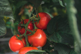 close-up of tomatoes growing 
