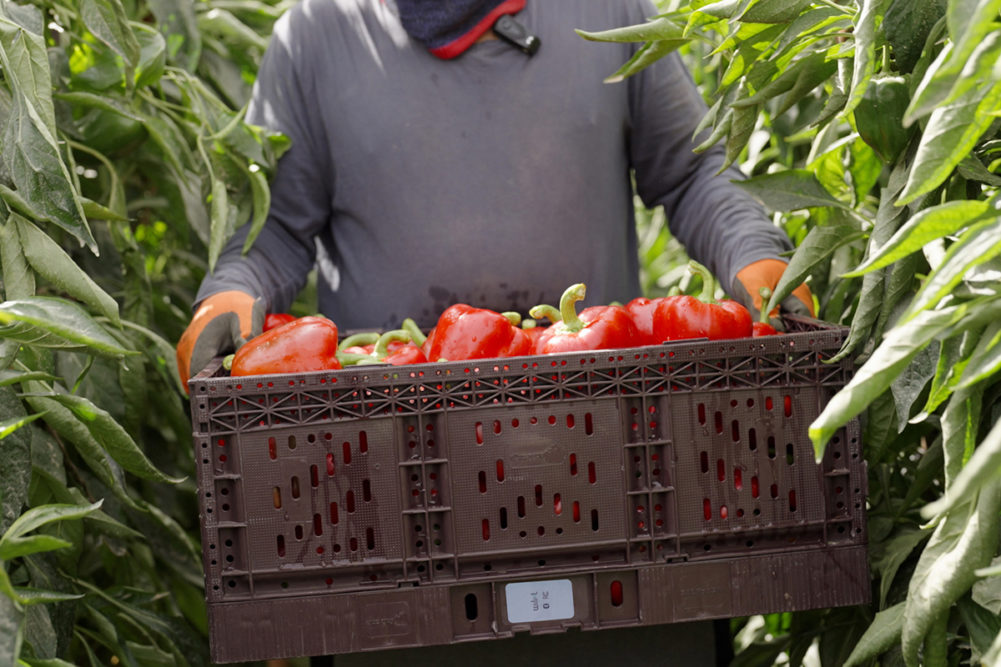person holding crate of peppers with Wiliot technology on the crate
