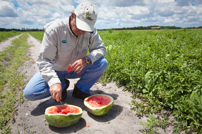 man cutting open a watermelon in a field a farm