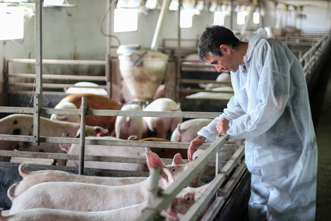 veterinarian looking at pigs at a pork farm