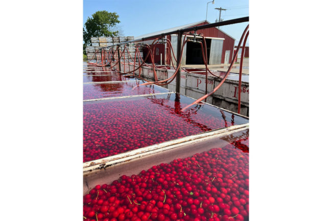 cherries in production facility